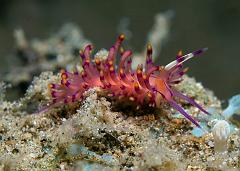 Flabellina_rubrolineata