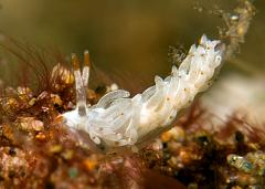 Flabellina_sp