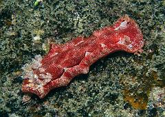 Hexabranchus_sangiuneus