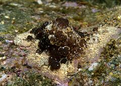 Hoplodoris_sp