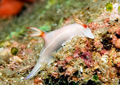 Hypselodoris_bullocki