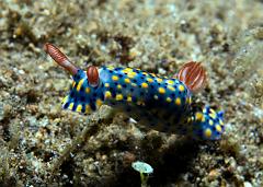 Hypselodoris_infucata