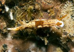 Hypselodoris_krakatoa