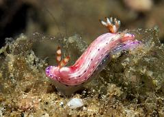 Hypselodoris_maculosa