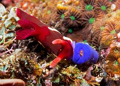 Nembrotha_chamberlaini