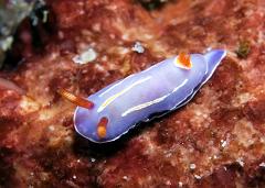 Pectenodoris_trilineata