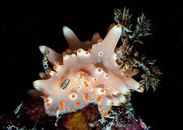 02nudibranch