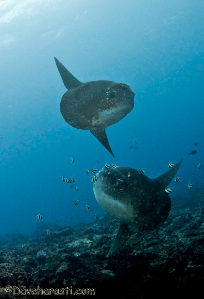 01-Mola-mola.jpg