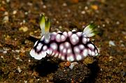 Chromodoris-geometrica