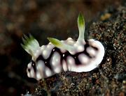 Chromodoris-geometrica1