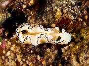 Glossodoris-atromarginata