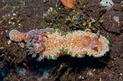 Glossodoris-cincta