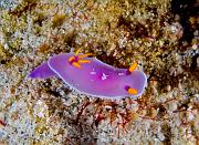 Hypselodoris-bullocki