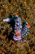 Hypselodoris-infucata