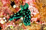 Nembrotha-cristata1