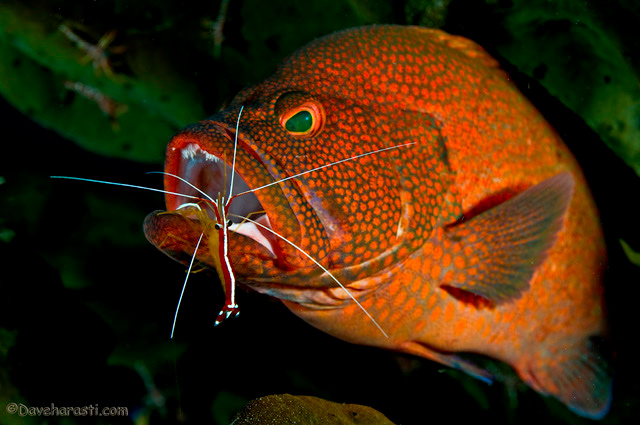 02-Tomato-Cod.jpg