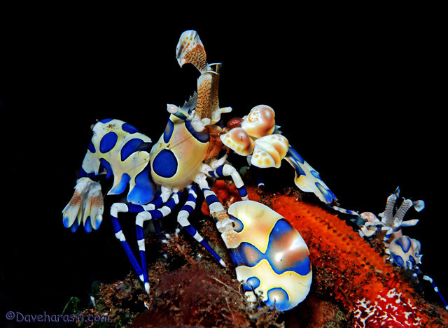03-Harlequin-Shrimp.jpg