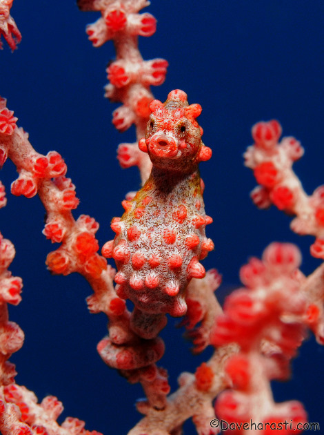 06%20Hippocampus%20bargibanti.jpg