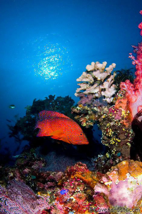 08-Coral-Cod.jpg