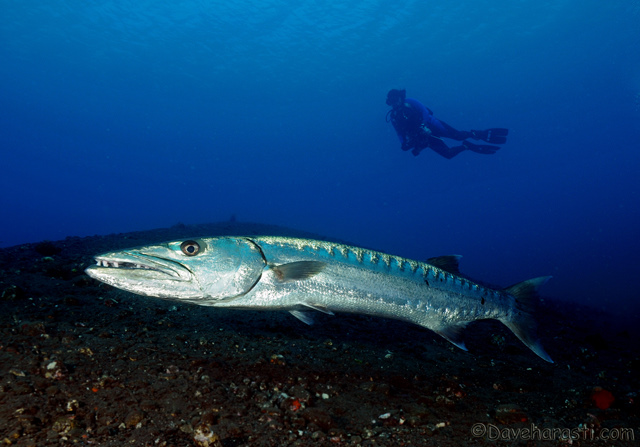 19%20Great%20Barracudda1.jpg