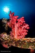 12-Softcoral