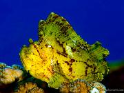 22-Leaf-Scorpionfish