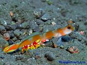 36-Shrimp-and-Goby
