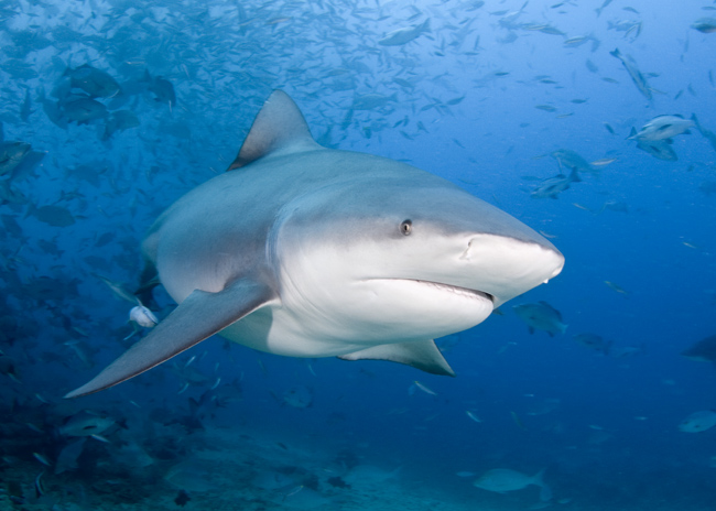 Bega03_Bull_Shark_(Carcharhinus_leucas).jpg