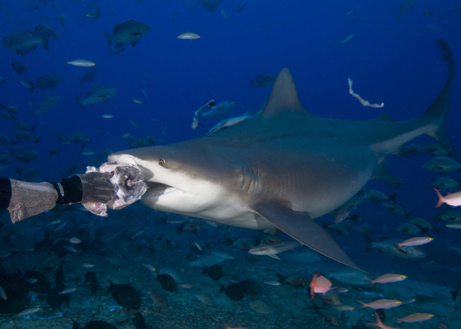 Bega04_Bull_Shark_(Carcharhinus_leucas).jpg