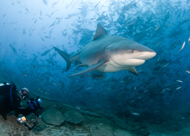 Bega07_Bull_Shark_(Carcharhinus_leucas).jpg