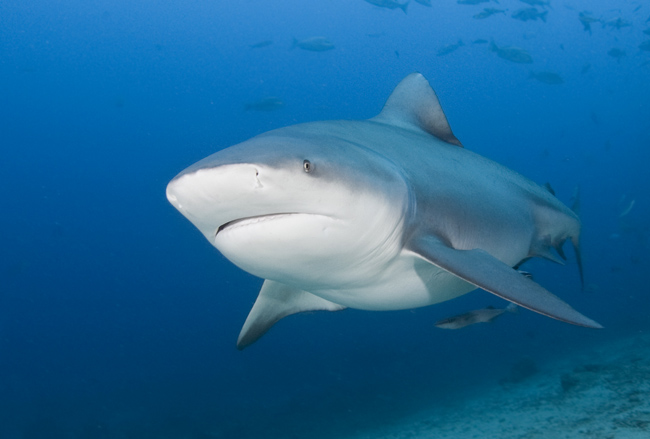 Bega08_Bull_Shark_(Carcharhinus_leucas).jpg