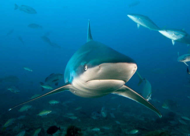 Bega09_Silvertip_Shark_(Carcharhinus_albimarginatus).jpg