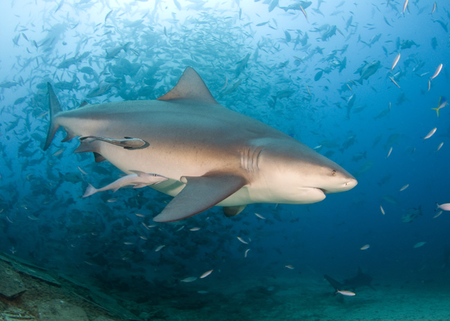 Bega10_Bull_Shark_(Carcharhinus_leucas).jpg