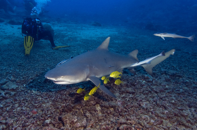 Bega11_Lemon_Shark_(Negaprion_brevirostris).jpg