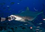 Bega04_Bull_Shark_(Carcharhinus_leucas)