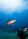 Bega05_Silvertip_Shark_(Carcharhinus_albimarginatus)