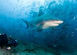 Bega07_Bull_Shark_(Carcharhinus_leucas)