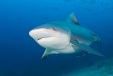 Bega08_Bull_Shark_(Carcharhinus_leucas)