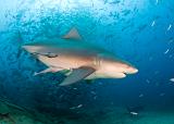 Bega10_Bull_Shark_(Carcharhinus_leucas)