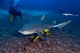 Bega11_Lemon_Shark_(Negaprion_brevirostris)