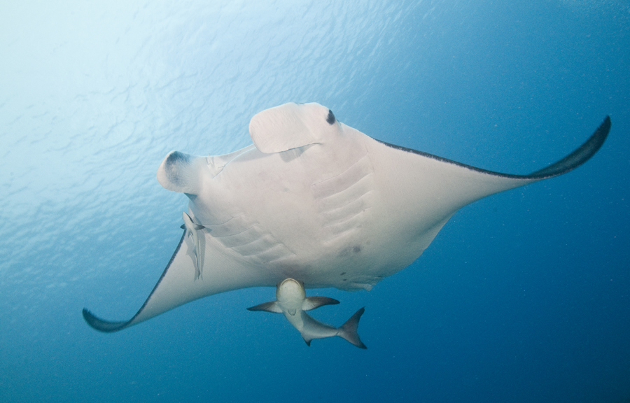 02_Manta_Ray.jpg