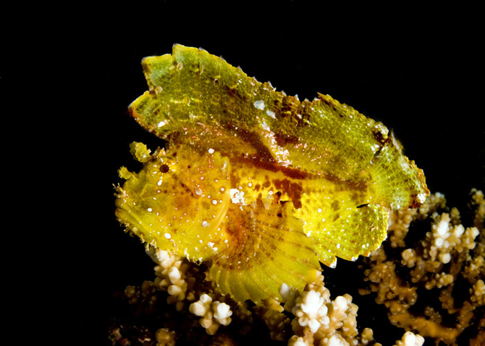 04_Leaf_Scorpionfish.jpg