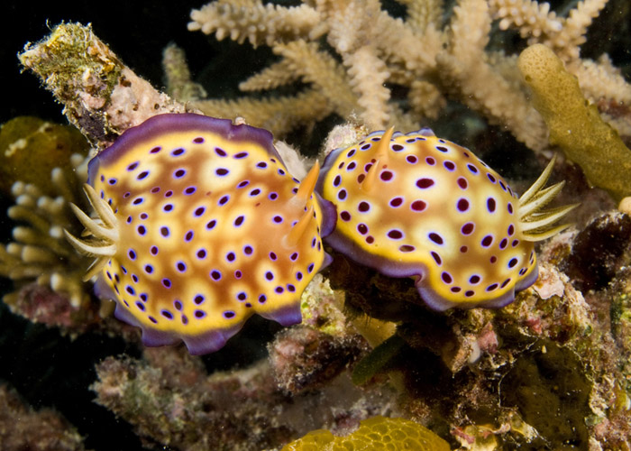 06_Chromodoris_kunei.jpg