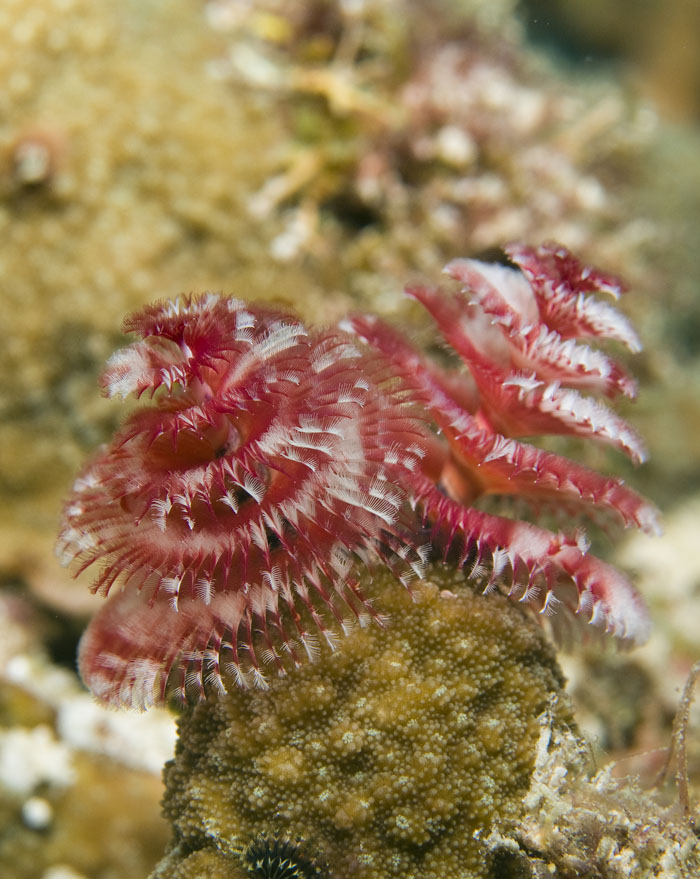 09_Christmas_Tree_Worms.jpg