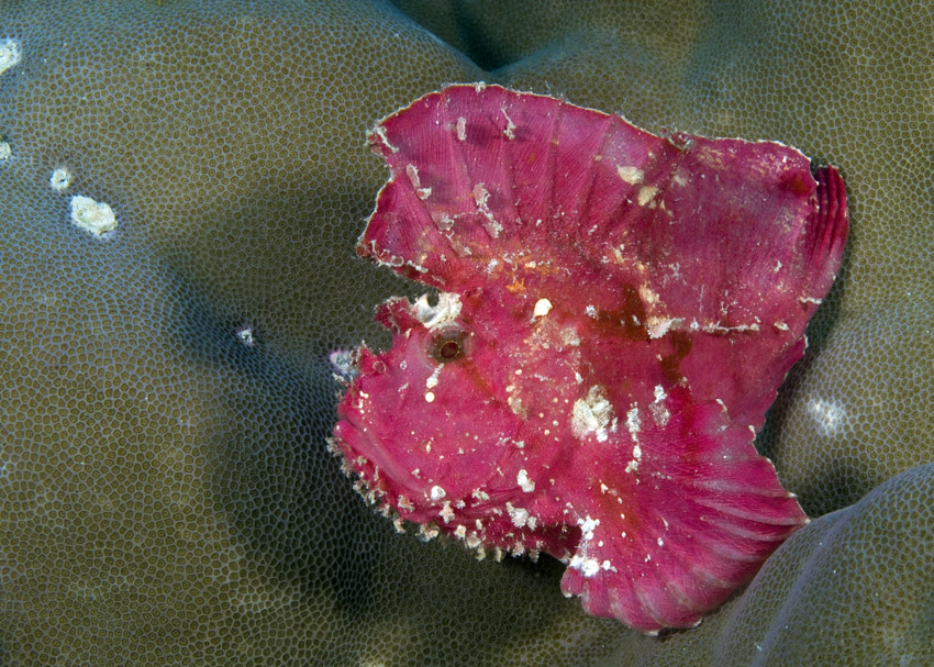 12_Leaf_Scorpionfish.jpg