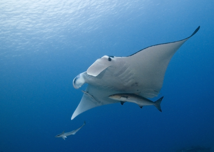 13_Manta_Ray.jpg