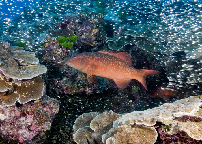 14_Coral_Trout.jpg