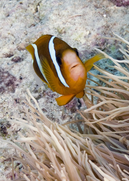 16_Anemonefish.jpg