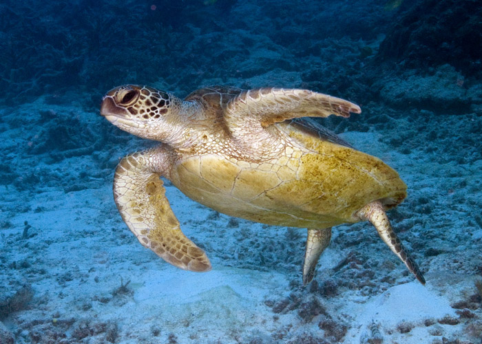 22_Green_Sea_Turtle.jpg