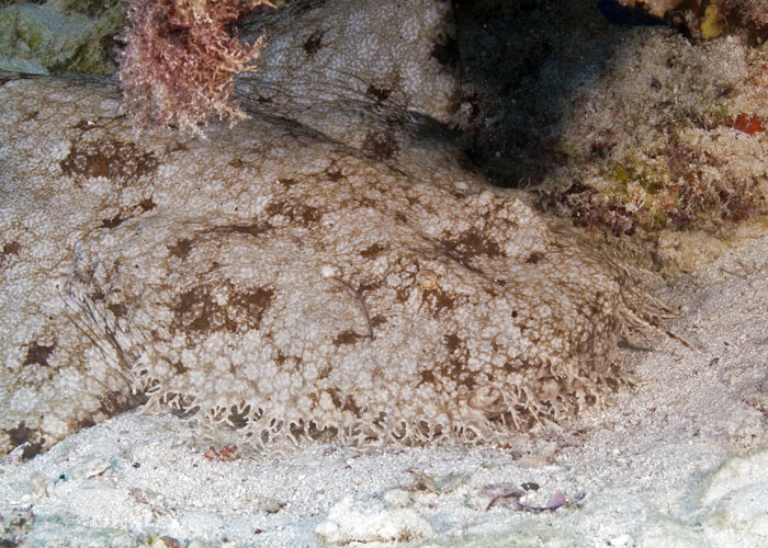 27_Tasselled_Wobbegong.jpg